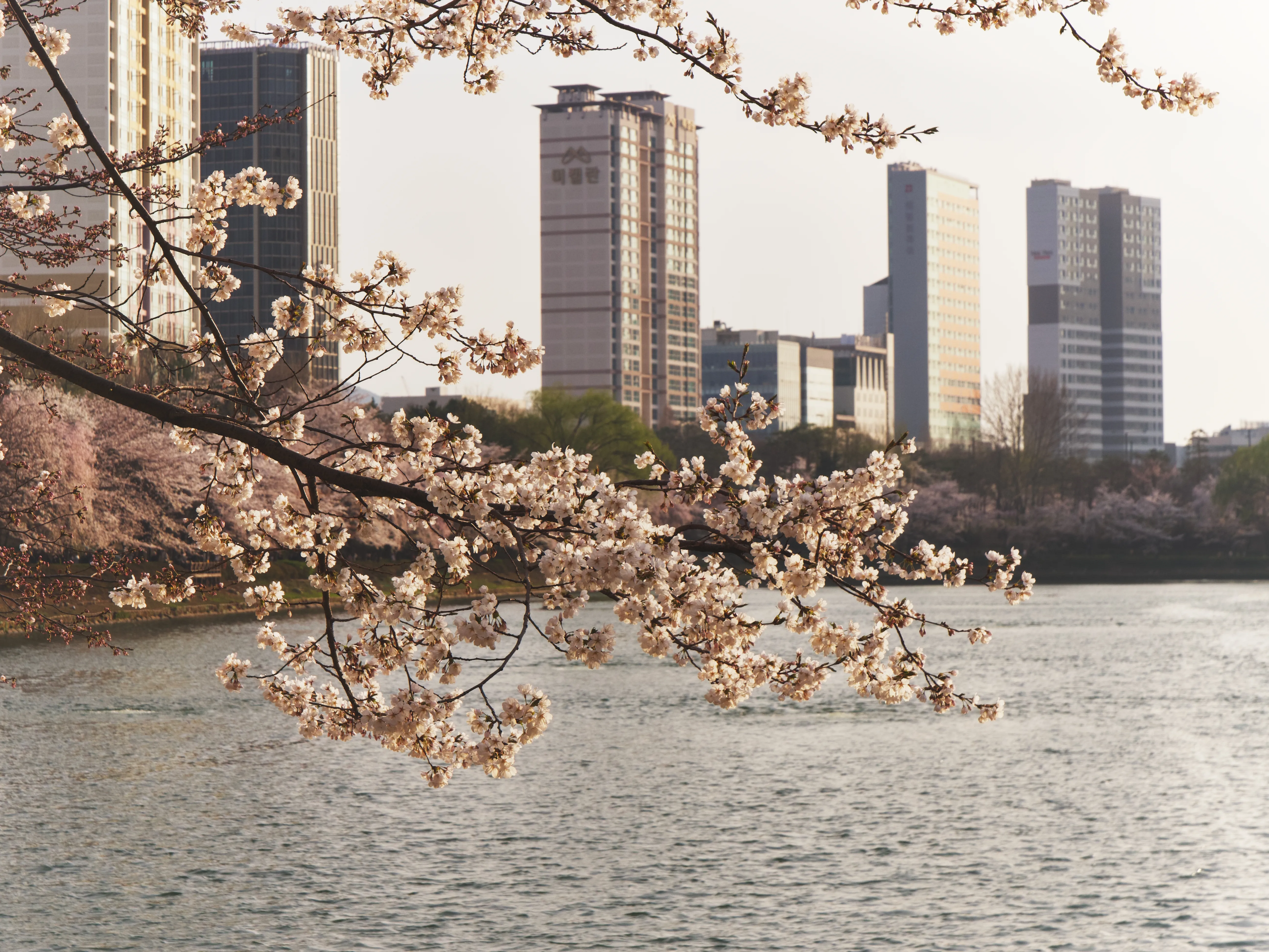 Cherry Blossoms Gallery - Picture 6